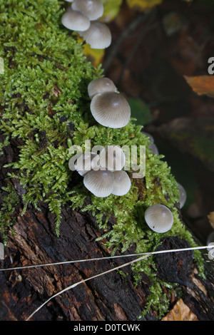 Gemeinsamen Motorhaube wächst am Baum Ast und Moos Mycena galericulata Stockfoto