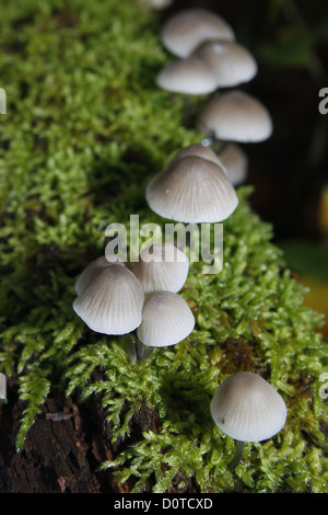 Gemeinsamen Motorhaube wächst am Baum Ast und Moos Mycena galericulata Stockfoto