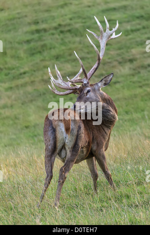 Rotwild-Hirsch (Cervus Elephus) UK Stockfoto