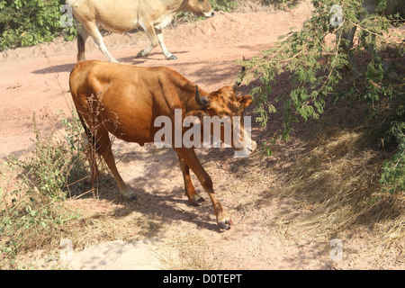 Rinder in Gambia, Westafrika Stockfoto