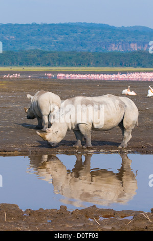 Nashörner in Lake Nakuru National Park, Kenia Stockfoto