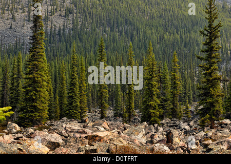 Wirre Rockpile aus Folie oder Lawine, Jasper Nationalpark, Alberta, Kanada Stockfoto