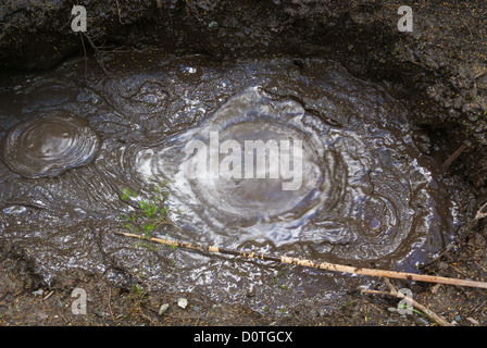 Brodelnden Schlamm an den Thermalbädern an Tokaanu, Turangi, Neuseeland Stockfoto