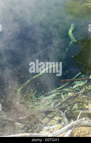 Thermalbecken im Tokaanu, Turangi, Neuseeland Stockfoto