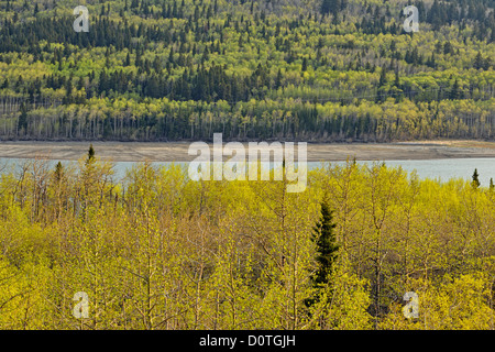 Aspen Wald in der Nähe Stausee in Kananaskis Country, Kananaskis Country, Alberta, Kanada Stockfoto