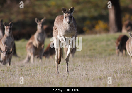 Östliche graue Känguru (Macropus Giganteus) weiblich hopping mit einem jungen (schade) in ihrem Beutel, Woodend, Victoria, Australien Stockfoto