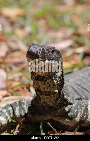 Spitzen Monitor / Nightcap National Park, Goanna (Varanus Varius), Australien, New South Wales (NSW) Stockfoto