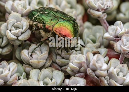 UK Berkshire Rose Spreusieb Käfer Stockfoto