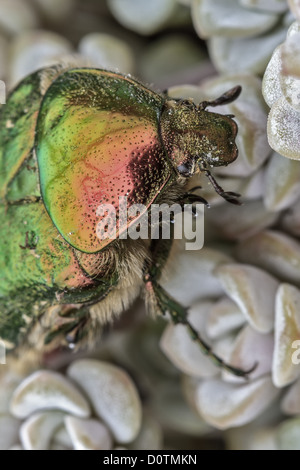 UK Berkshire Rose Spreusieb Käfer Stockfoto