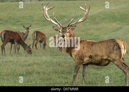 Rotwild-Hirsch (Cervus Elephus) UK Stockfoto