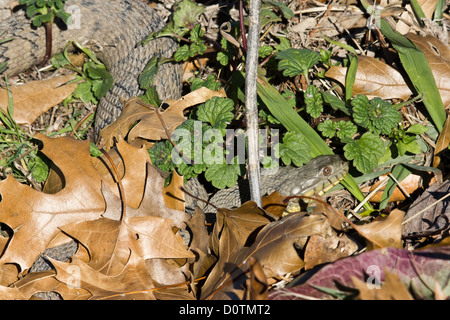 Wasser, Diamondback Watersnake, Duck Creek, harmlose Wasserschlange, schwere-bodied, Nerodia Rhombifer, nonvenomous Colubrid Schlangen, Stockfoto