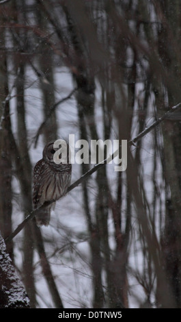 Ein Streifenkauz sitzt im Wald grundständigen Tageslicht an einem Wintertag. Stockfoto