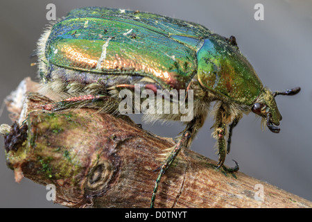 UK Berkshire Rose Spreusieb Käfer Stockfoto