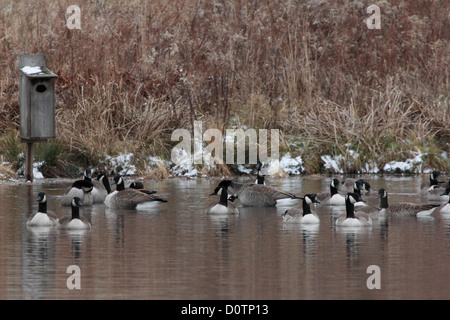 Ein Schwarm Kanadagänse Faulenzen auf einem Teich vor einer Brautente Box. Stockfoto