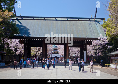 Japan, Asien, Urlaub, Reisen, Tokio, Stadt, Yasukuni, Schrein, Kirschblüten, Blumen, Tor, historische, Geschichte, Denkmal, Frühling Stockfoto