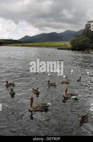 Derwent Wassersee mit Möwen, Gänse und Stockenten füttern Stockfoto