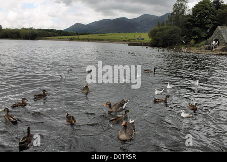 Derwent Wassersee mit Möwen, Stockenten und Gänse Fütterung Stockfoto