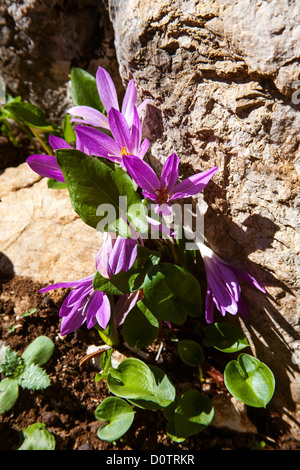 Colchicum Autumnale Herbstzeitlose Stockfoto