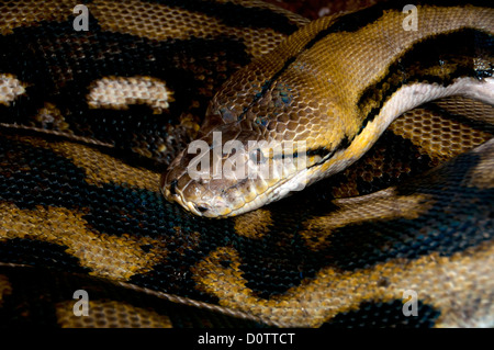retikuliert Python Reticulatus, Python, Python, Tier, USA, USA, Amerika, Stockfoto