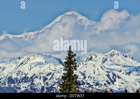 Mt. McKinley, Südseite, Blick, Alaska, USA, USA, Amerika, Berg, Schnee, Baum Stockfoto