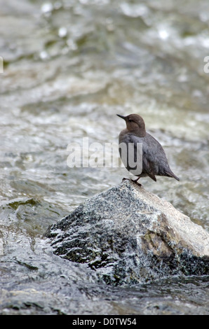 Amerikanische Wasseramsel, Cinclus Mexicanus, Alaska, USA, USA, Amerika, Vogel, Bach, Wasser Stockfoto