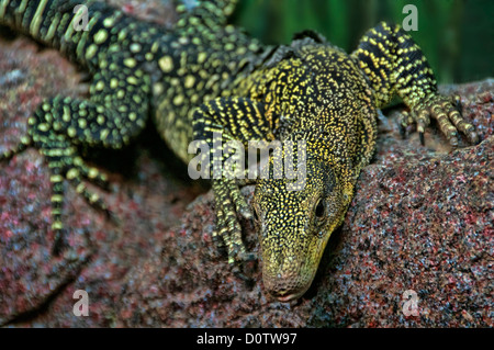 Krokodil-Monitor, Varanus Salvadorii, Eidechse, Waran, Tier, USA, Vereinigte Staaten, Amerika, Stockfoto