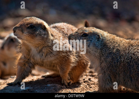 Blacktail Präriehund, sich Cynomys, Präriehund, Tier, USA, Vereinigte Staaten, Amerika, Stockfoto