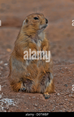 Blacktail Präriehund, sich Cynomys, Präriehund, Tier, USA, Vereinigte Staaten, Amerika, sitzen Stockfoto