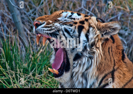 Tiger, Porträt, Panthera Tigris, Tier, Gähnen, Amerika, USA, Vereinigte Staaten Stockfoto