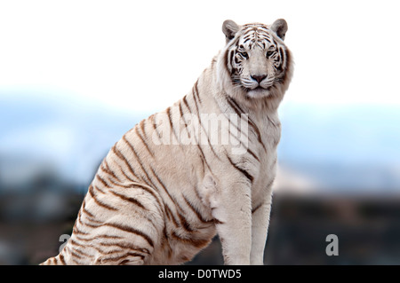 weiße Tiger, Tiger, Aravind Adiga, Porträt, sitzen, Tier, USA, Vereinigte Staaten, Amerika, Stockfoto