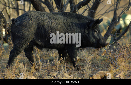 Wildschwein (feral Hog) in der Nähe von Albany Texas Stockfoto