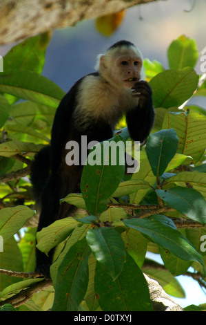Kapuziner-Affen in Manuel Antonio Nationalpark, Costa Rica Stockfoto