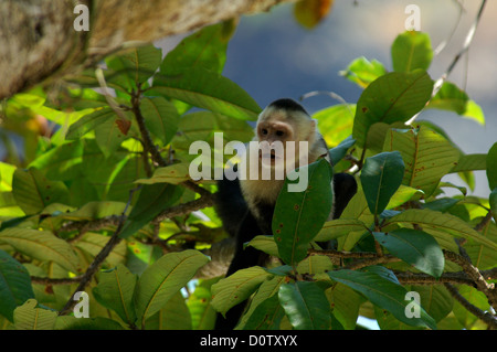 Kapuziner-Affen in Manuel Antonio Nationalpark, Costa Rica Stockfoto
