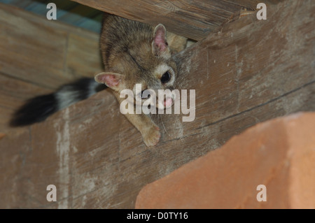 Ringtail Cat (Bassariscus Astutus) versteckt in der Traufe des Ranch-Haus in der Nähe von Spofford Texas Stockfoto