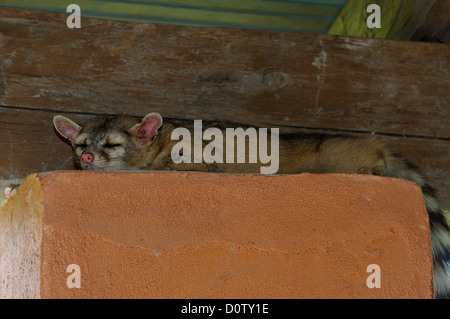 Ringtail Cat (Bassariscus Astutus) versteckt in der Traufe des Ranch-Haus in der Nähe von Spofford Texas Stockfoto