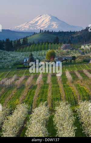 Oregon, USA, USA, Amerika, Hood River, Mt. Adams, Mount Adams, Berg, Gipfel, Vulkan, Vulcan, Stadt, Sonnenuntergang, Herbst, ag Stockfoto