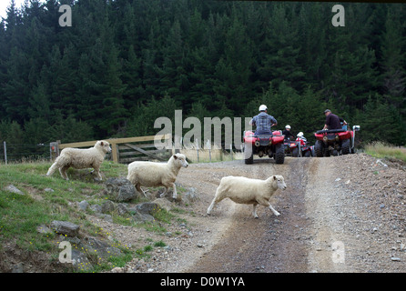 Touristischen Quadfahren an Happy Valley Abenteuer, Nelson, Südinsel, Neuseeland. Stockfoto