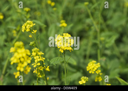 Nahaufnahme von Senf Blumen, Kapur, Gurgaon, Haryana, Indien Stockfoto