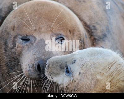 Kegelrobben Welpen und Mutter Donna Nook, Lincolnshire, England Stockfoto