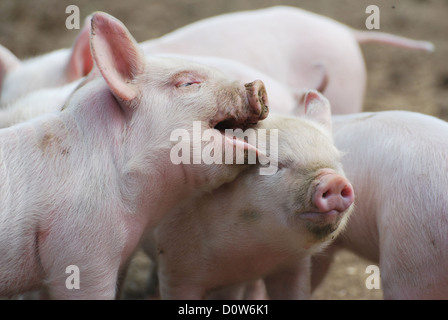 Ferkel auf einer Farm in Hampshire, UK Stockfoto