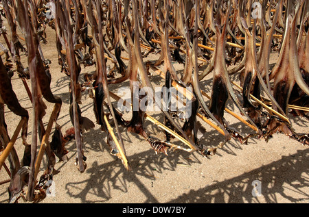 Kalmare gehängt und Trocknen in der Sonne im Hafen der Stadt Olhao oder Olhao da Restauracao in Algarve, die südlichste Region Portugals Stockfoto