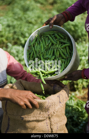 Nahaufnahme der Hand einer Frau, die ein Mann, grüne Erbsen in meschotschek einfüllen, Farrukh Nagar, Gurgaon, Haryana, Indien Stockfoto