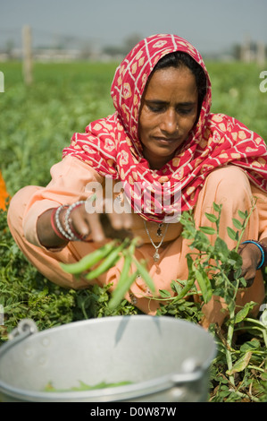 Weibliche Landarbeiter Kommissionierung grünen Erbsenschoten, Farrukh Nagar, Gurgaon, Haryana, Indien Stockfoto