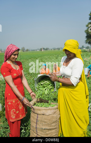 Weibliche Landarbeiter füllen grünen Erbsenschoten in meschotschek, Farrukh Nagar, Gurgaon, Haryana, Indien Stockfoto