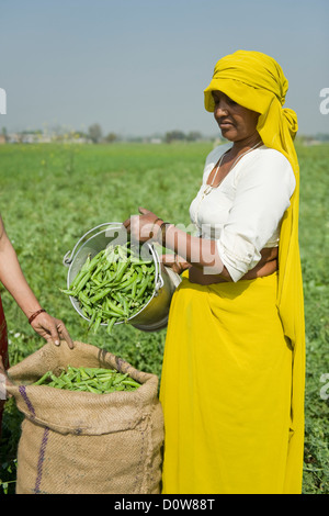 Weibliche Landarbeiter füllen grünen Erbsenschoten in meschotschek, Farrukh Nagar, Gurgaon, Haryana, Indien Stockfoto