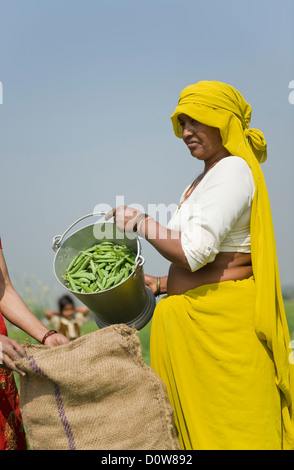 Weibliche Landarbeiter füllen grünen Erbsenschoten in meschotschek, Farrukh Nagar, Gurgaon, Haryana, Indien Stockfoto