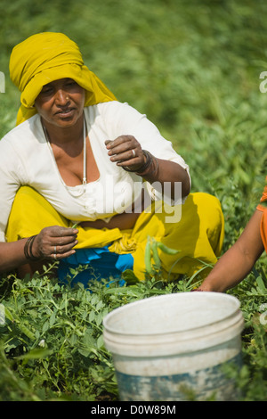 Weibliche Landarbeiter Kommissionierung grünen Erbsenschoten, Farrukh Nagar, Gurgaon, Haryana, Indien Stockfoto