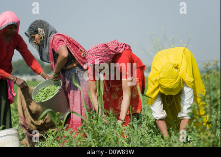 Weibliche Landarbeiter Kommissionierung grünen Erbsenschoten, Farrukh Nagar, Gurgaon, Haryana, Indien Stockfoto