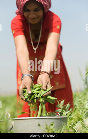 Weibliche Landarbeiter Kommissionierung grünen Erbsenschoten, Farrukh Nagar, Gurgaon, Haryana, Indien Stockfoto