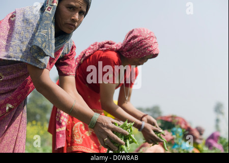 Weibliche Landarbeiter Kommissionierung grünen Erbsenschoten, Farrukh Nagar, Gurgaon, Haryana, Indien Stockfoto